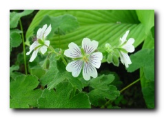 Kliknite za pove�avo slike